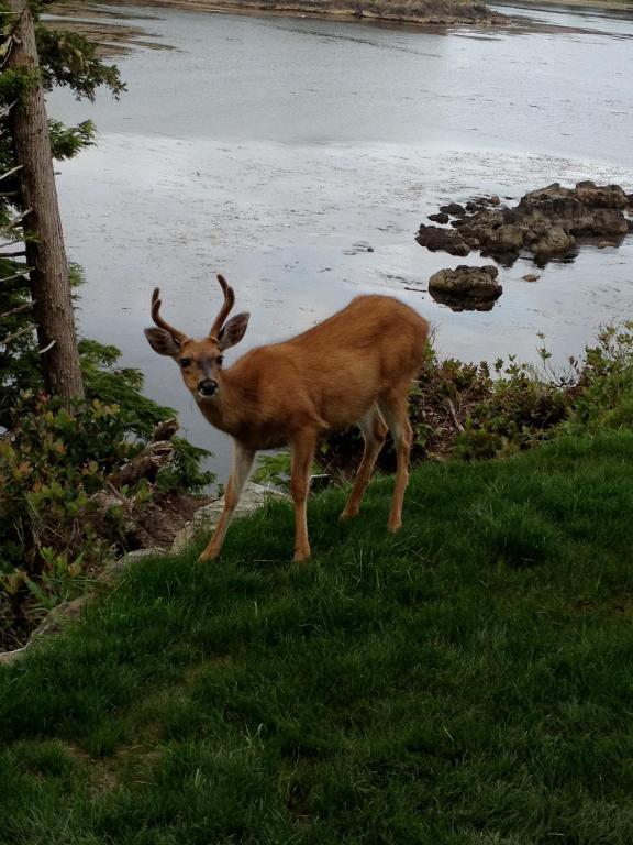 Cygnet Cove Suites Ucluelet Buitenkant foto