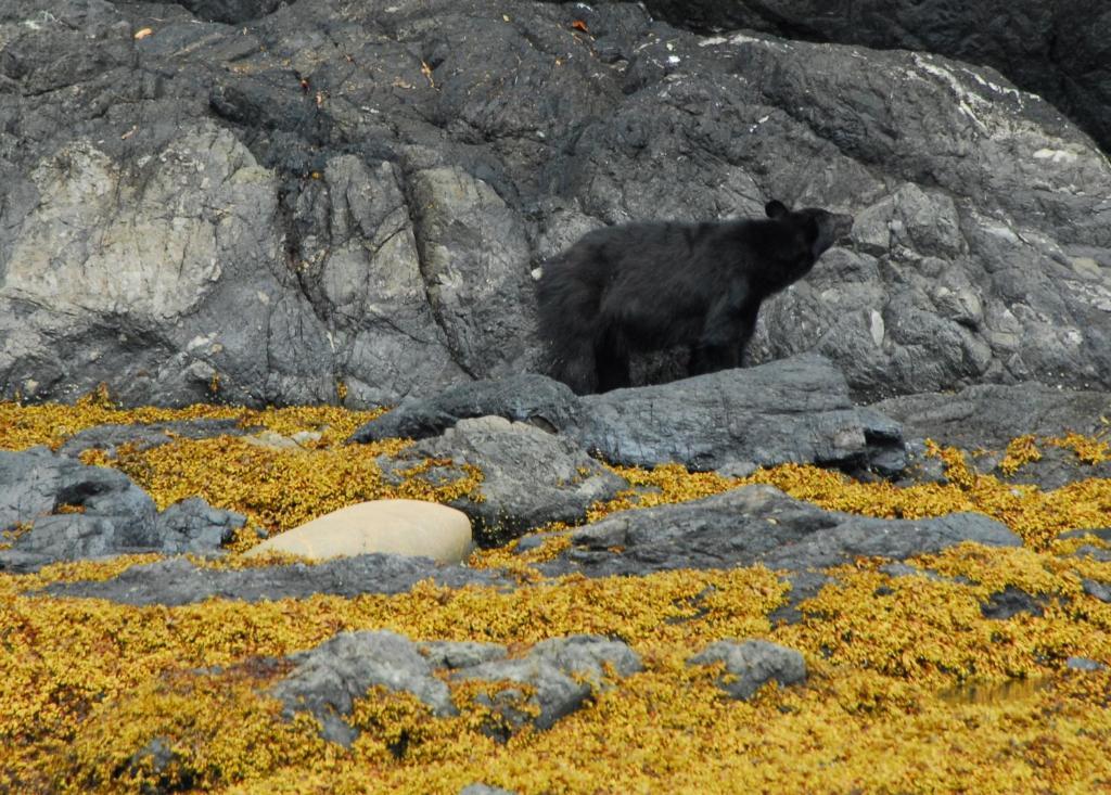 Cygnet Cove Suites Ucluelet Buitenkant foto