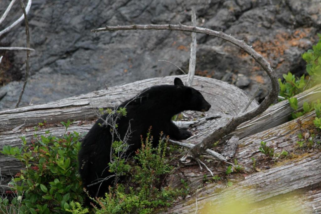 Cygnet Cove Suites Ucluelet Buitenkant foto